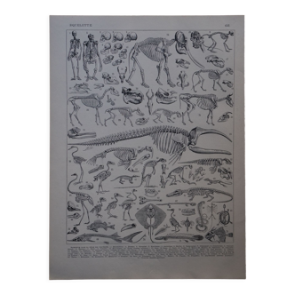 Original lithograph on vertebrate skeleton