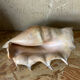 Vide poche coquillage