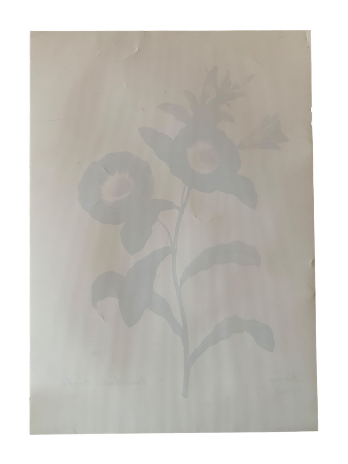 Vintage flower poster