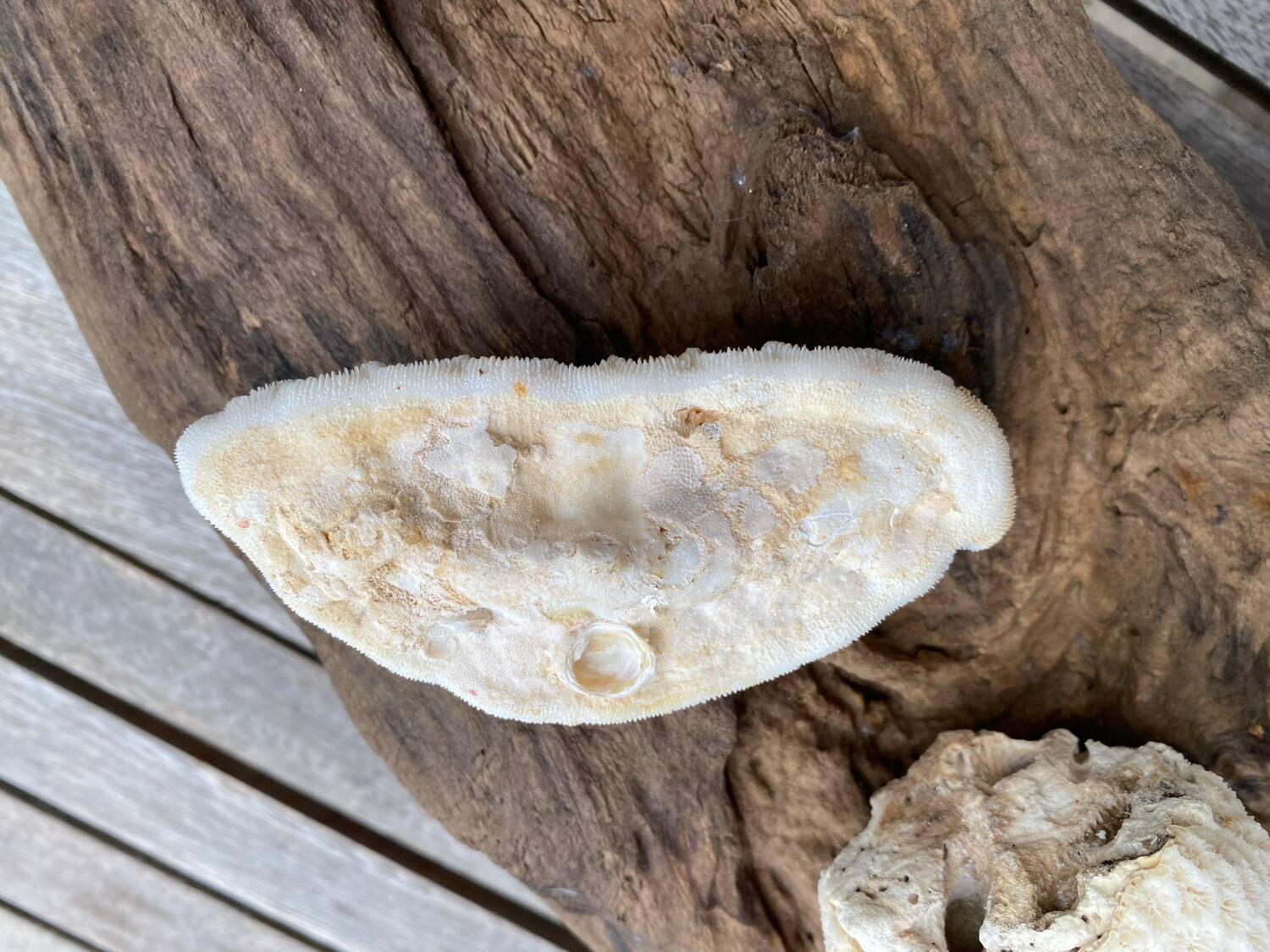 Original vintage coral