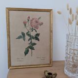 Lithograph PJ Redouté