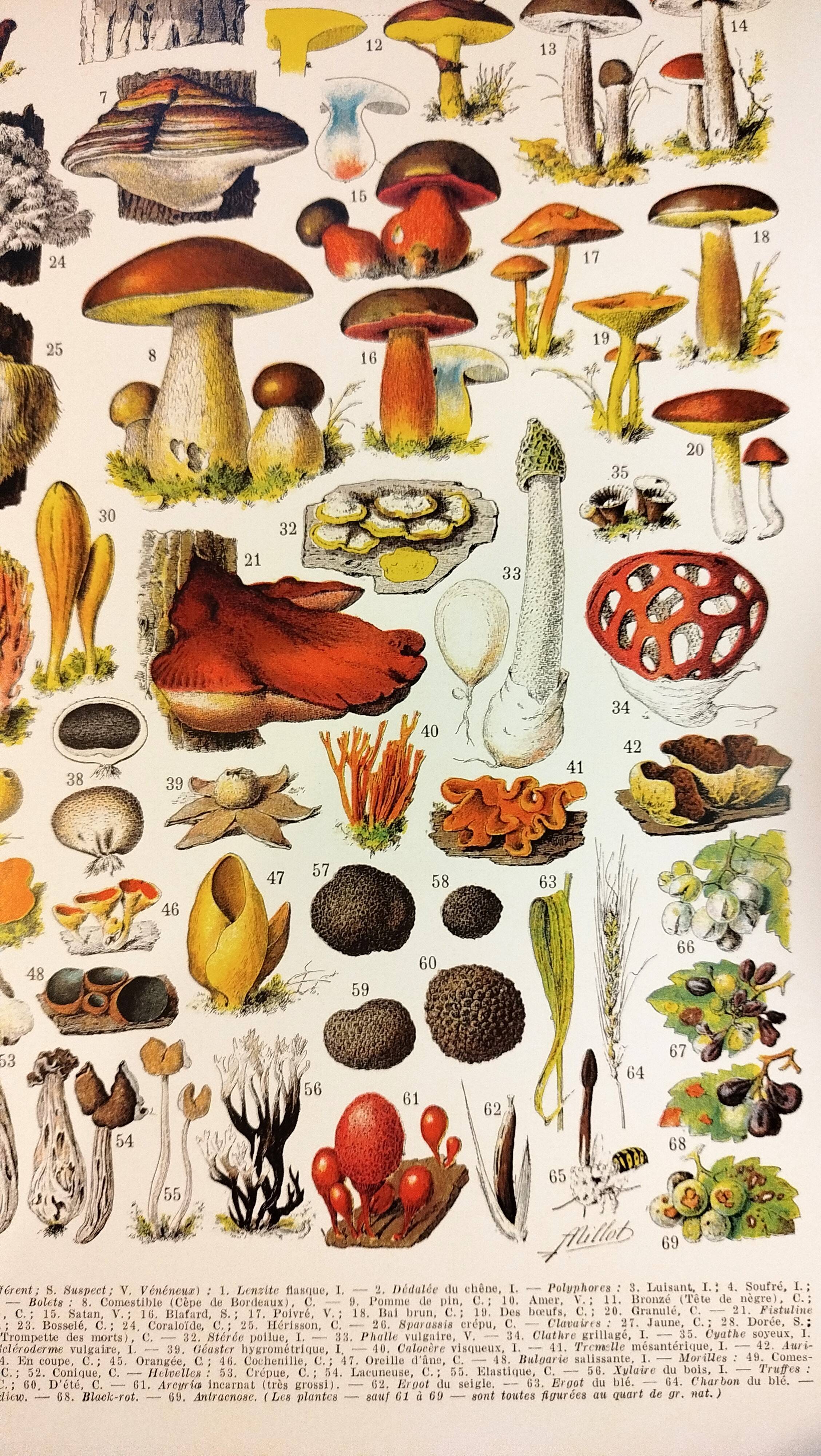 Poster on mushrooms "ceps", from a lithograph from 1928