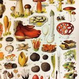Poster on mushrooms "ceps", from a lithograph from 1928