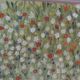 Nature morte de fleurs des champs