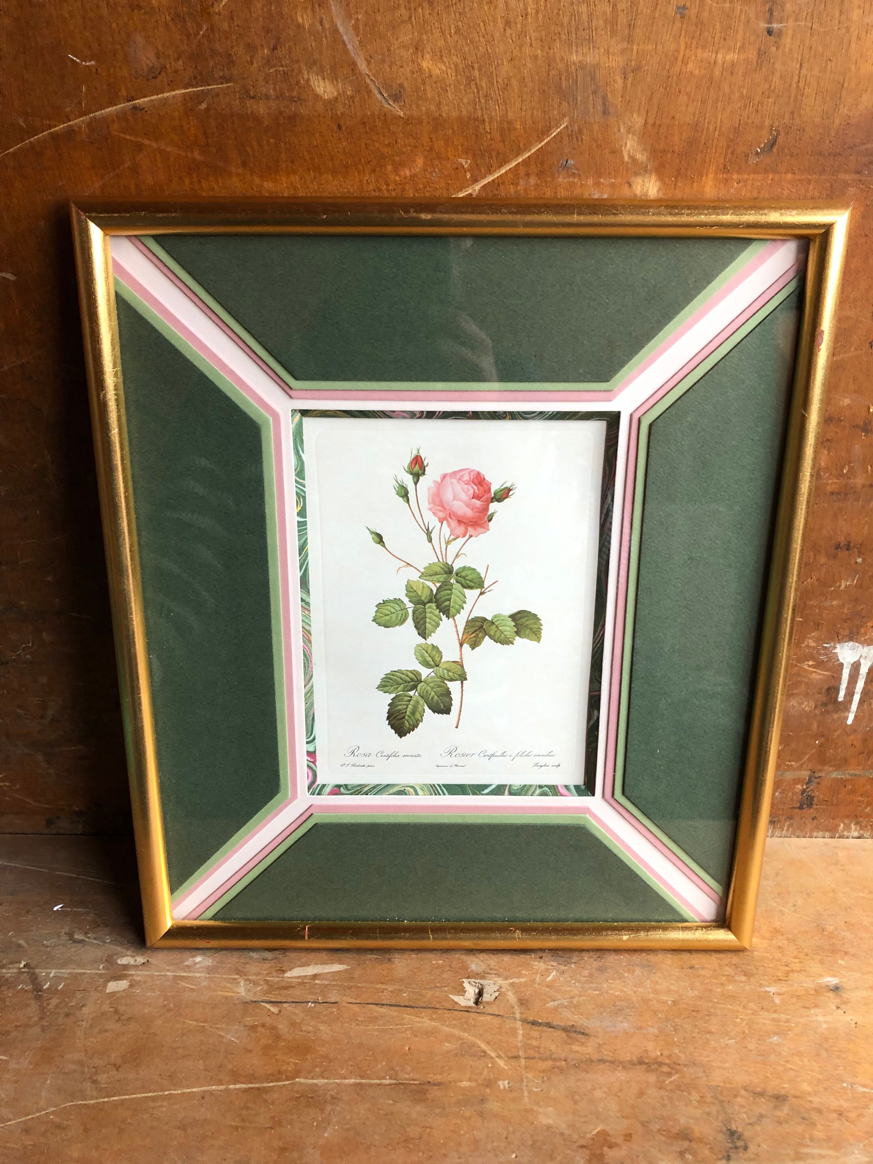 Old lithography botanical plate rose hundred sheets & golden frame vintage