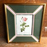 Old lithography botanical plate rose hundred sheets & golden frame vintage