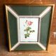 Old lithography botanical plate rose hundred sheets & golden frame vintage