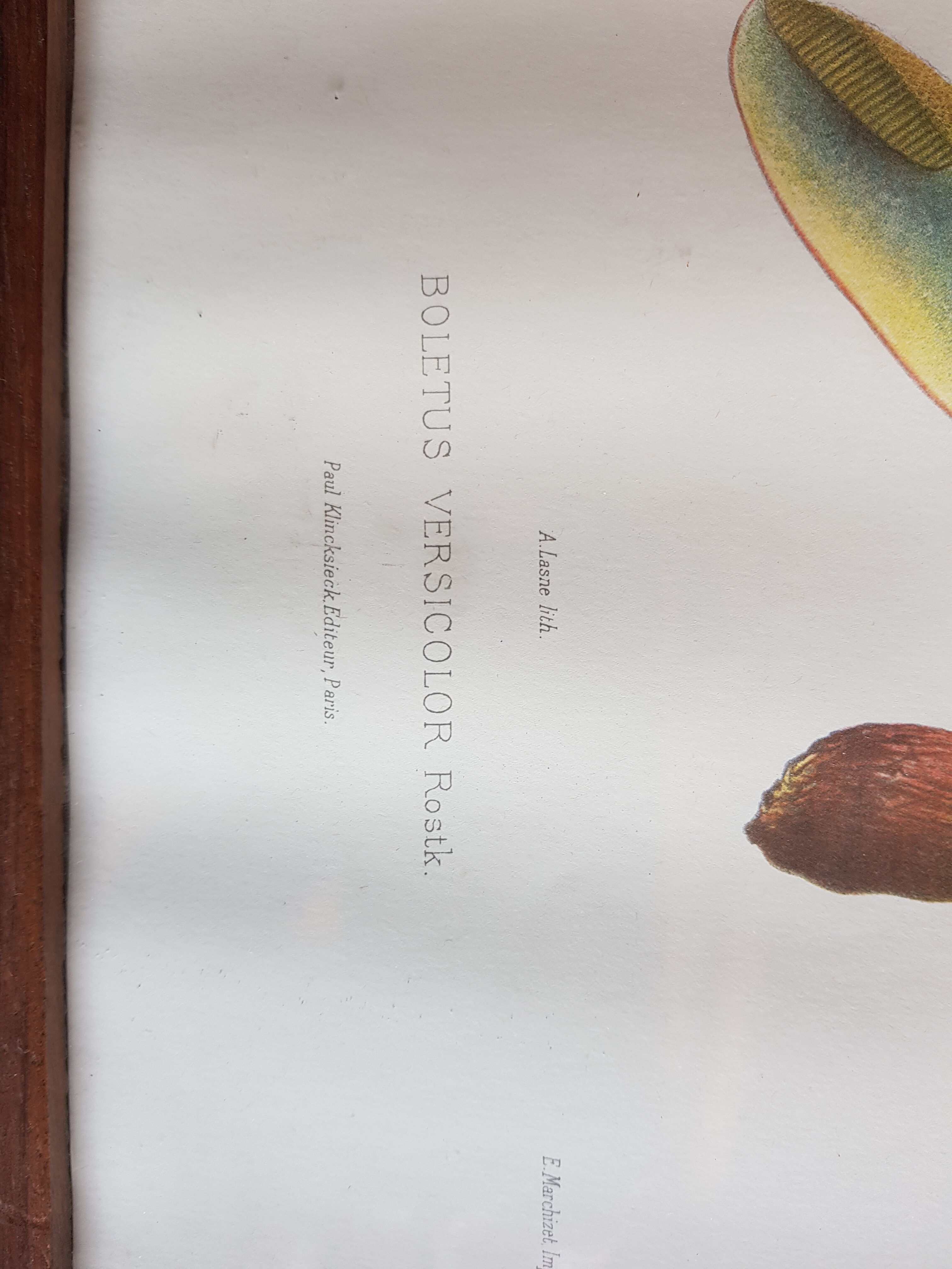 Mycological board under frame "Emile Boudier " 1910