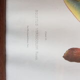 Mycological board under frame "Emile Boudier " 1910