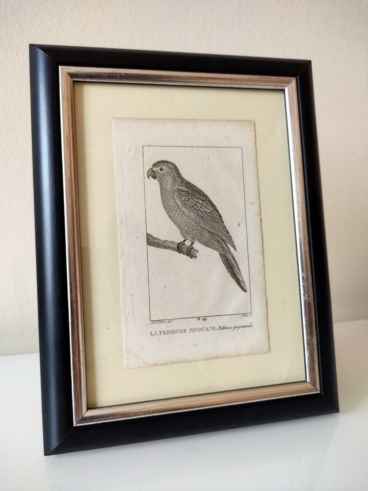 Small bird engraving from 1830 - La Parruche Pavouane - ornithological plate