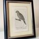 Small bird engraving from 1830 - La Parruche Pavouane - ornithological plate