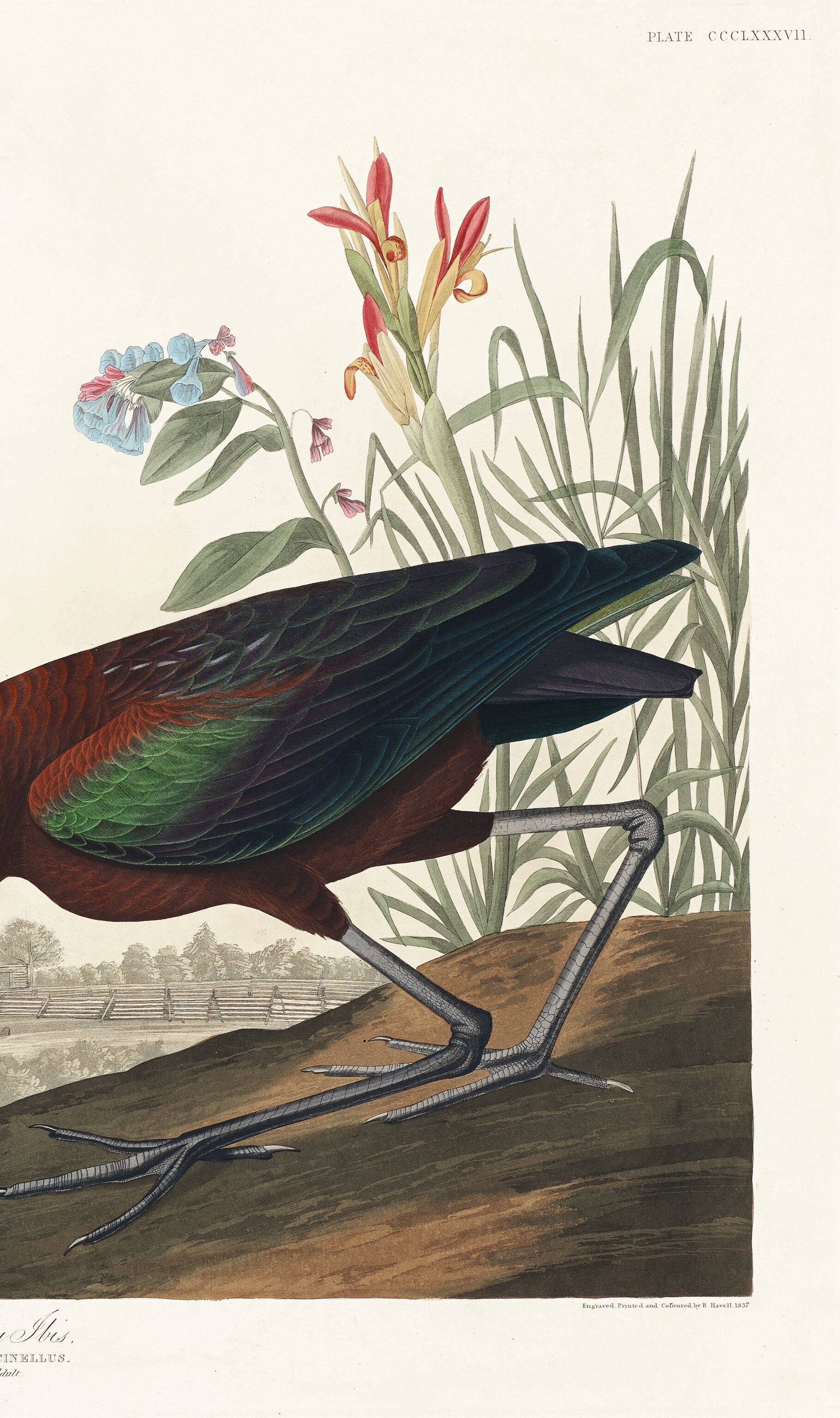 Poster about the shining ibis, after an old engraving from 1827.