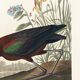 Poster about the shining ibis, after an old engraving from 1827.