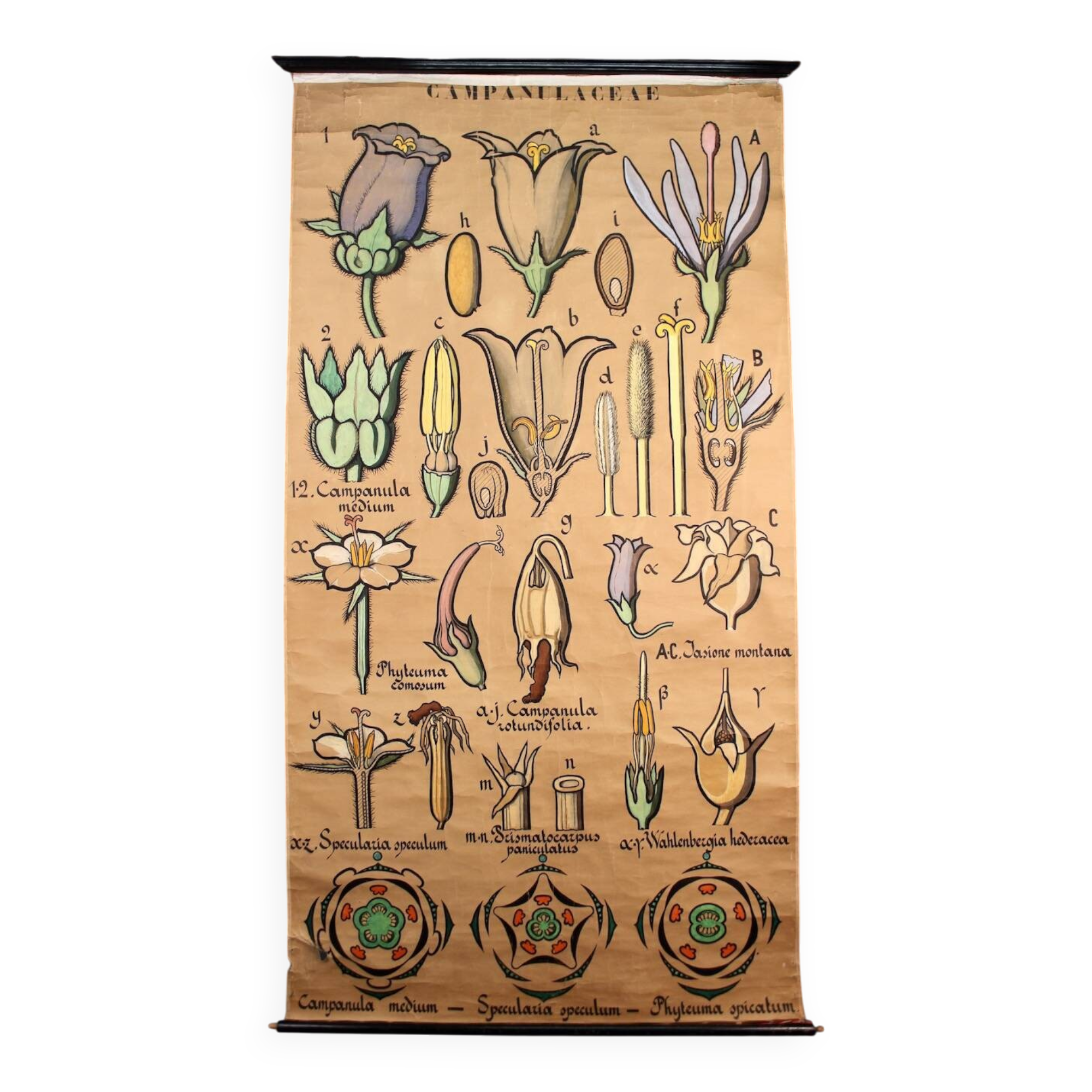 Educational poster, botanical chart of CAMPANULACEAE