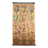 Educational poster, botanical chart of CAMPANULACEAE