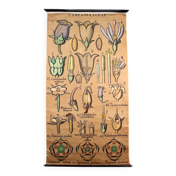 Affiche pédagogique , tableau botanique de CAMPANULACEAE