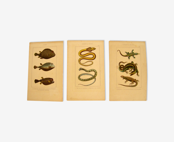Trois gravures animalières 19e siècle