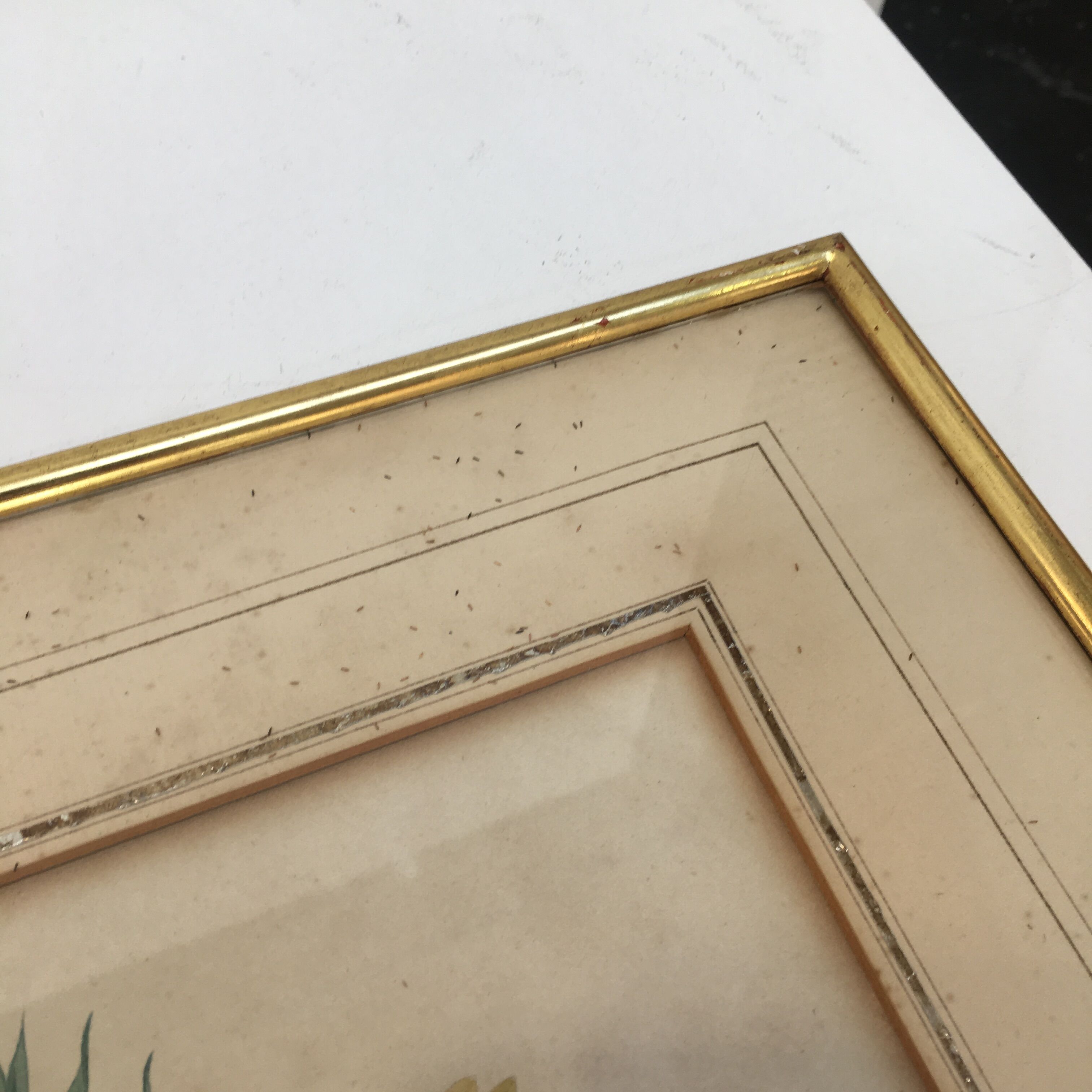 Pair of flower engravings by P.J. Redouté