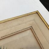 Pair of flower engravings by P.J. Redouté