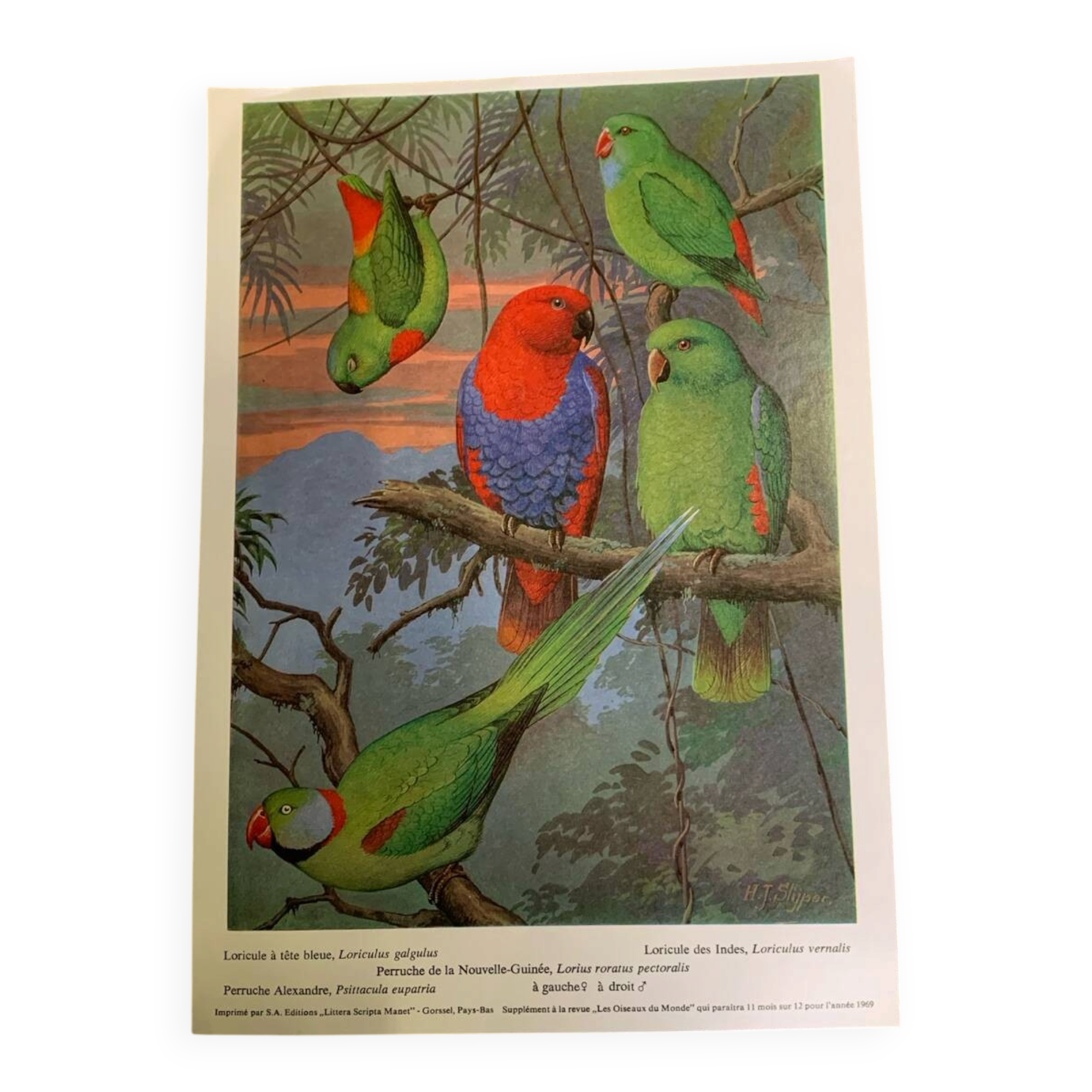 Affichette "Les Oiseaux du Monde" - 1969