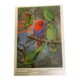 Affichette "Les Oiseaux du Monde" - 1969