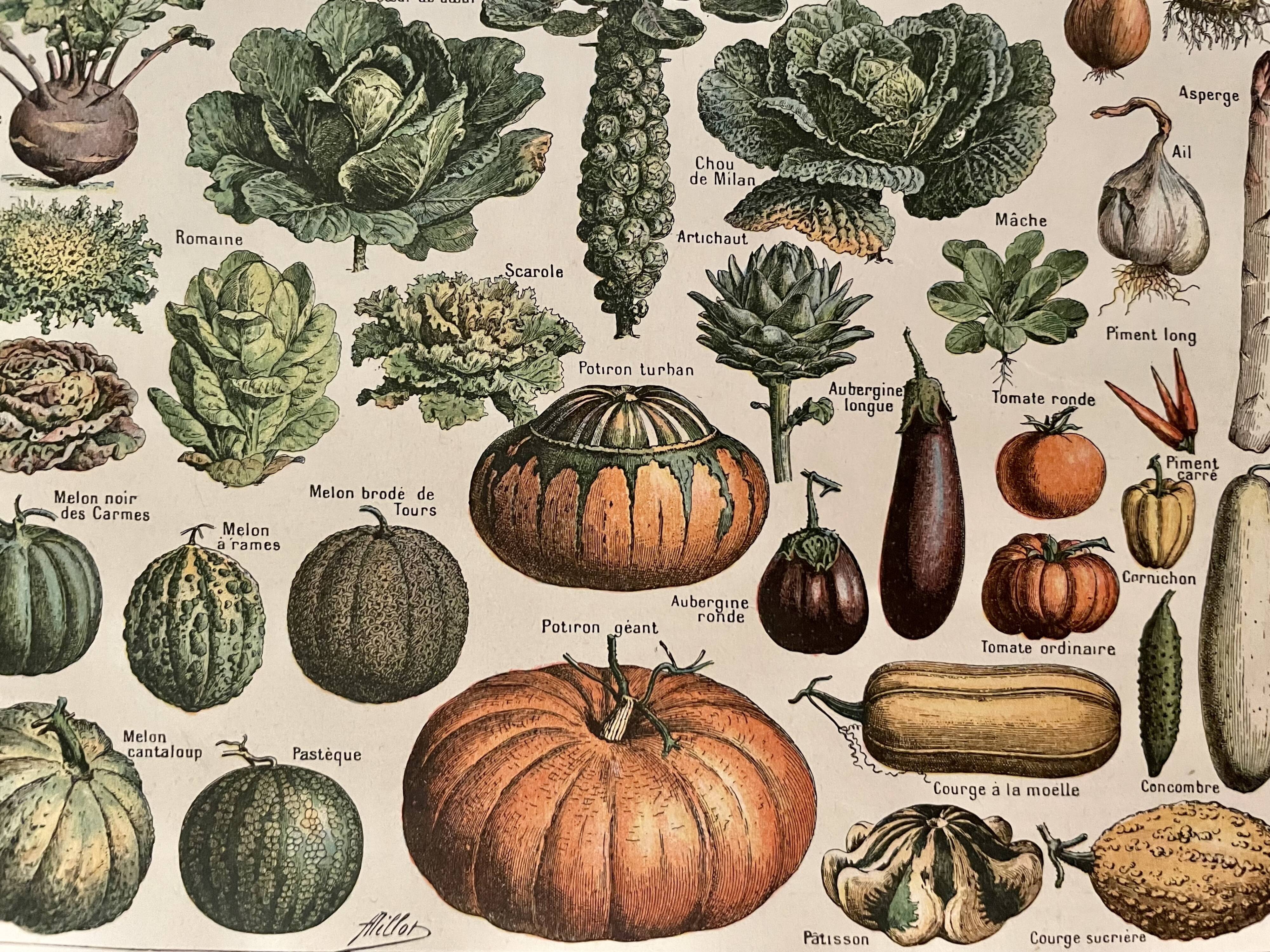 Lithographie sur les légumes et plantes potagères de 1922
