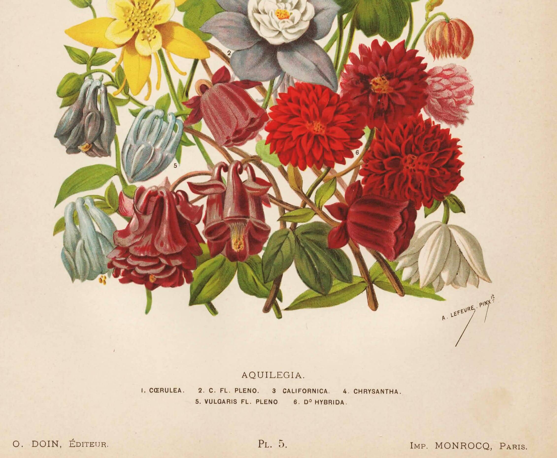 Botanical Engraving 1898 - Aquilegia - Flower in vintage chromolithography
