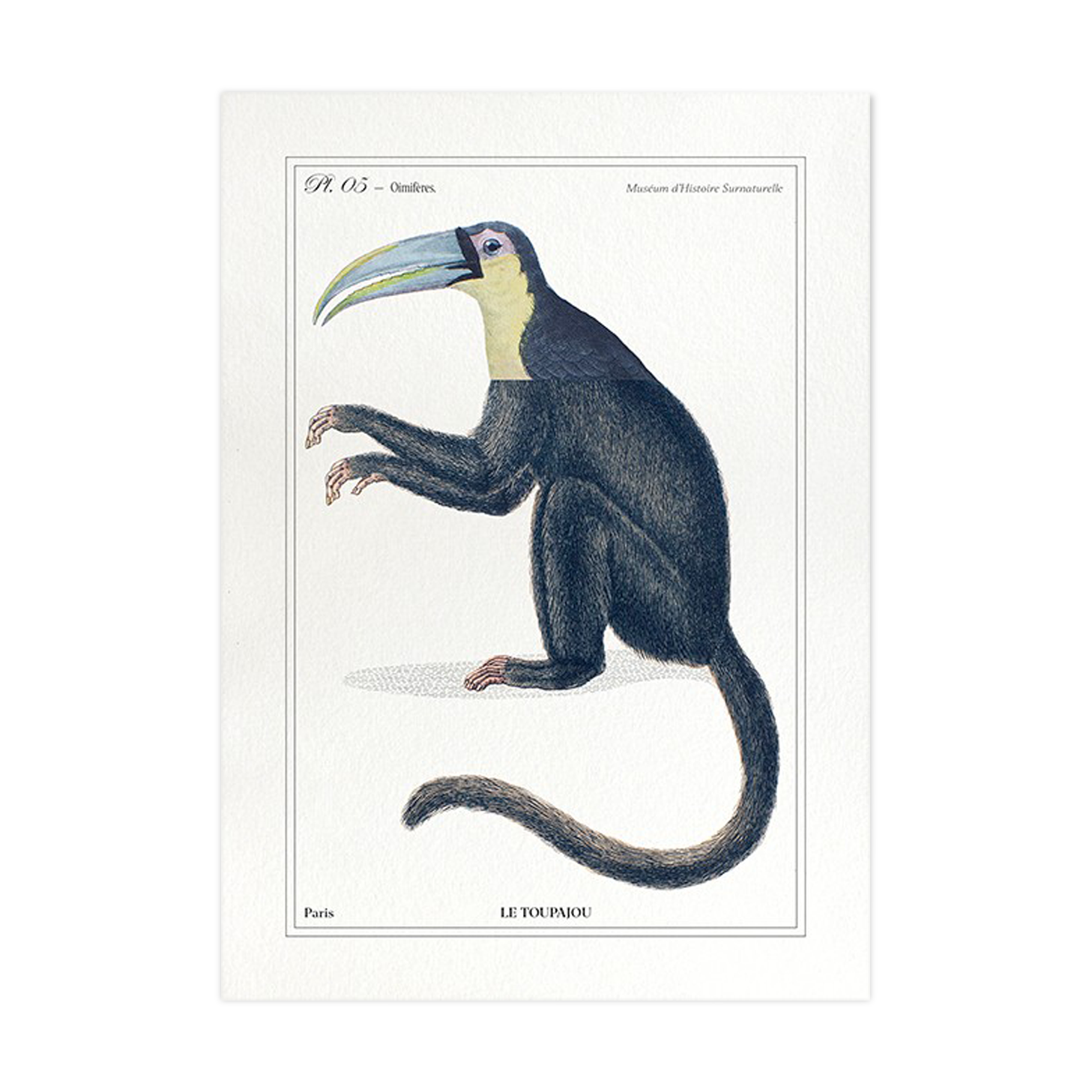 Chimera lithography animal engraving - the toupajou