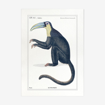 Chimère lithographie gravure animal - le toupajou