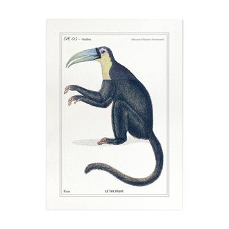 Chimera lithography animal engraving - the toupajou