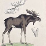 Affiche (lithographie) élan ou caribou