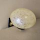 Walled glass bulled 1950