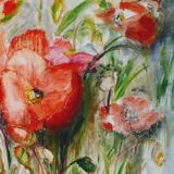 Field poppy