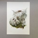 Vintage Insect Print Old Illustration from the 60s