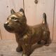 Chien scottish laiton