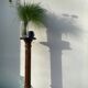 Solid wood church column/stele with fluting