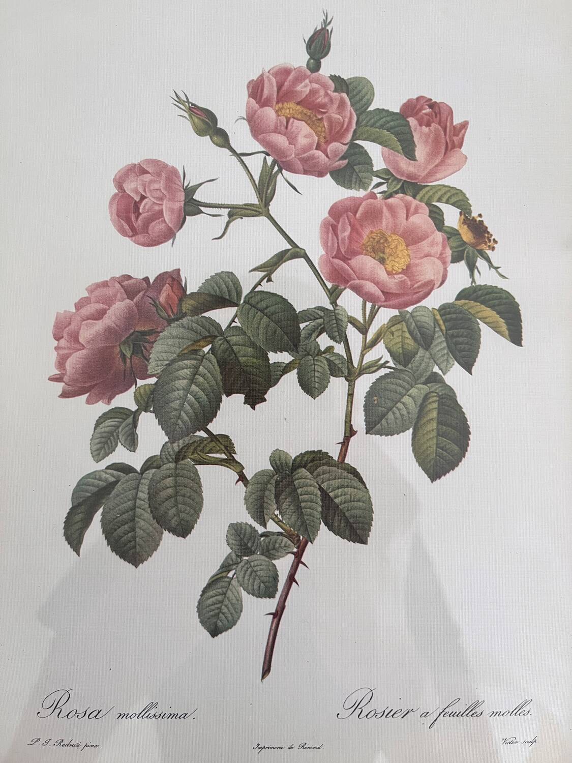Rose Lithographs by Pierre Joseph Redouté vintage botanical posters