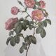 Rose Lithographs by Pierre Joseph Redouté vintage botanical posters