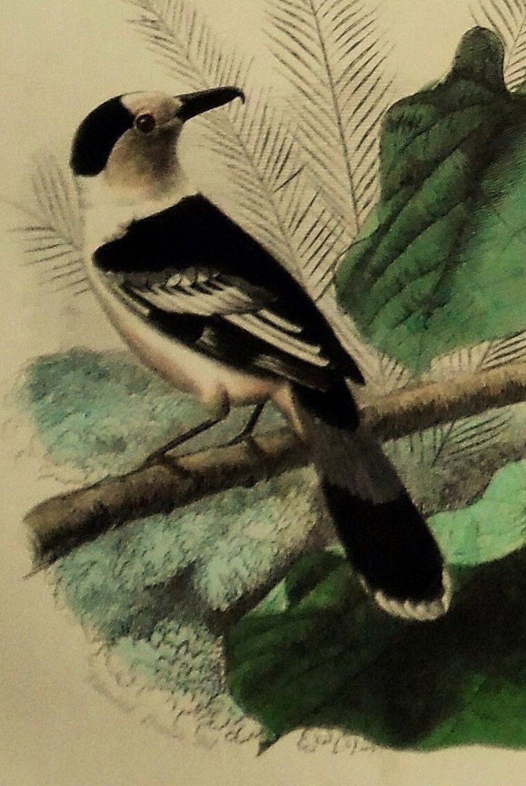 Buffon 1838 - ornithological board