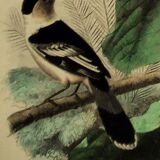 Buffon 1838 - ornithological board