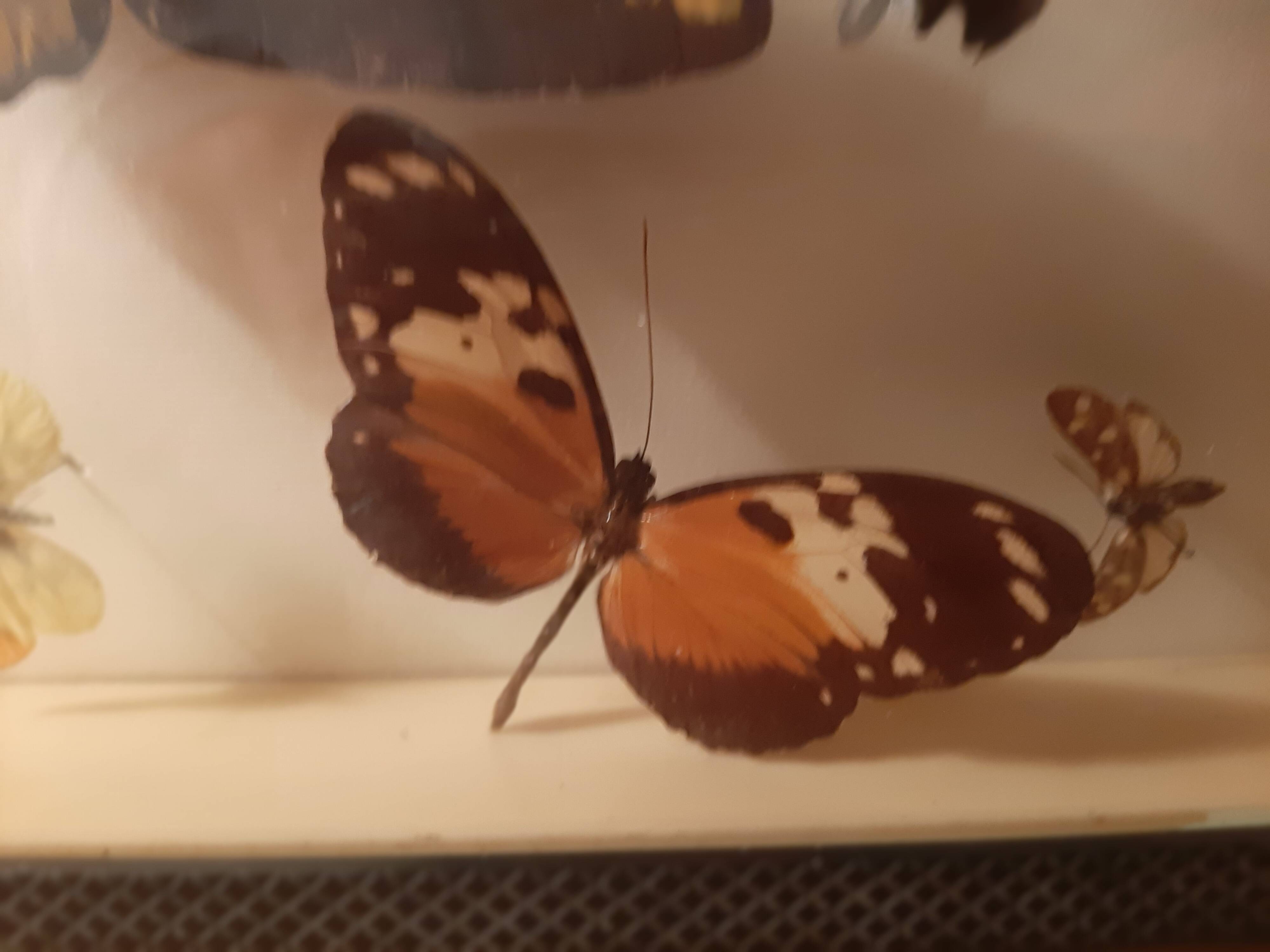 Set of butterflies framed under glass