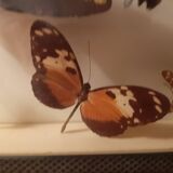 Ensemble de papillons encadrés sous verre