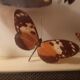 Set of butterflies framed under glass