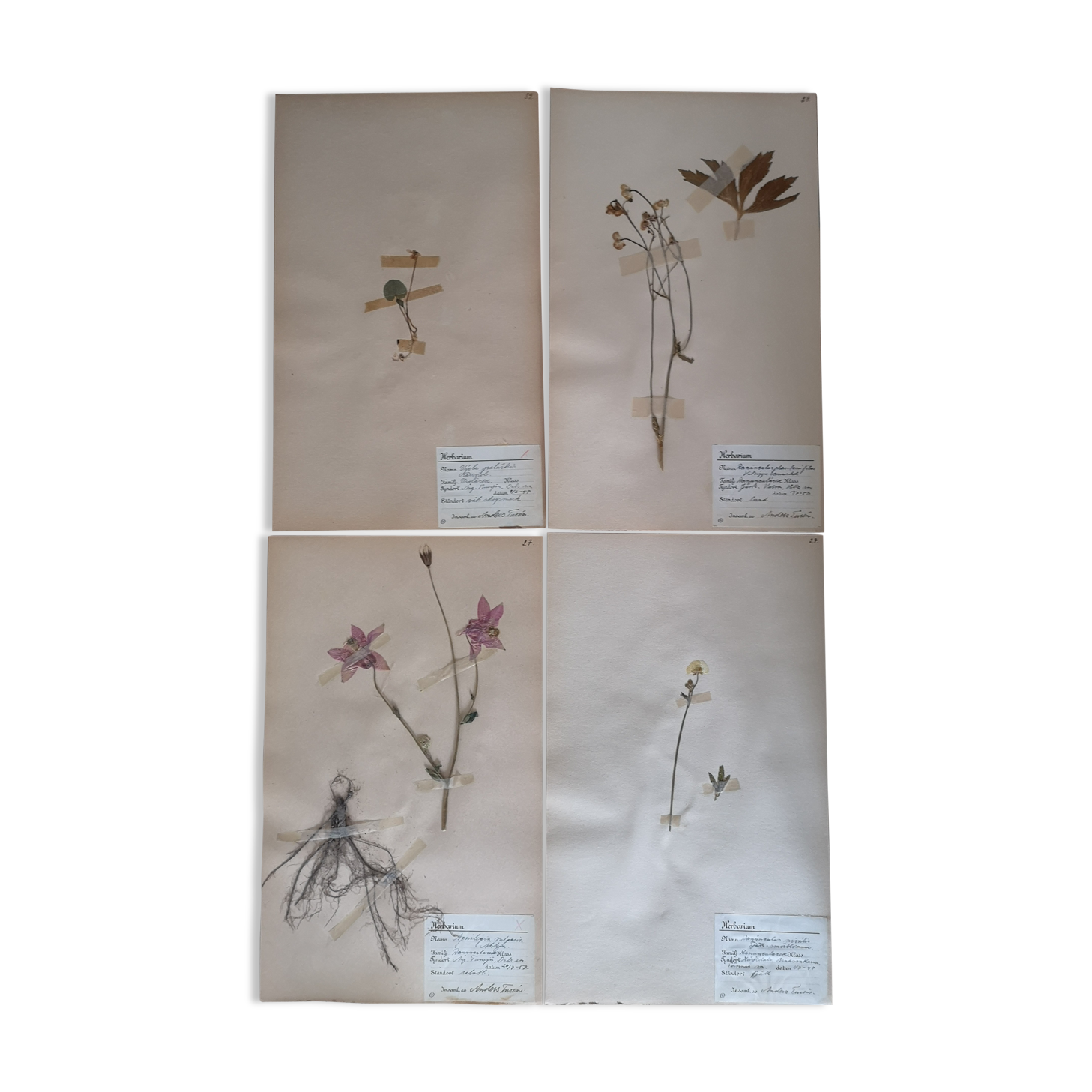 Ancient Swedish herbarium boards