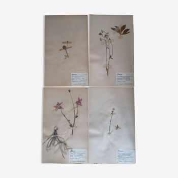 Ancient Swedish herbarium boards