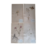 Ancient Swedish herbarium boards
