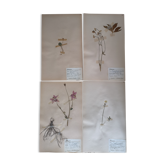 Ancient Swedish herbarium boards