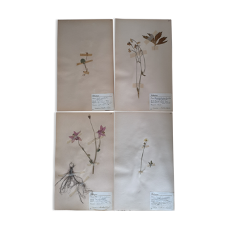 Ancient Swedish herbarium boards