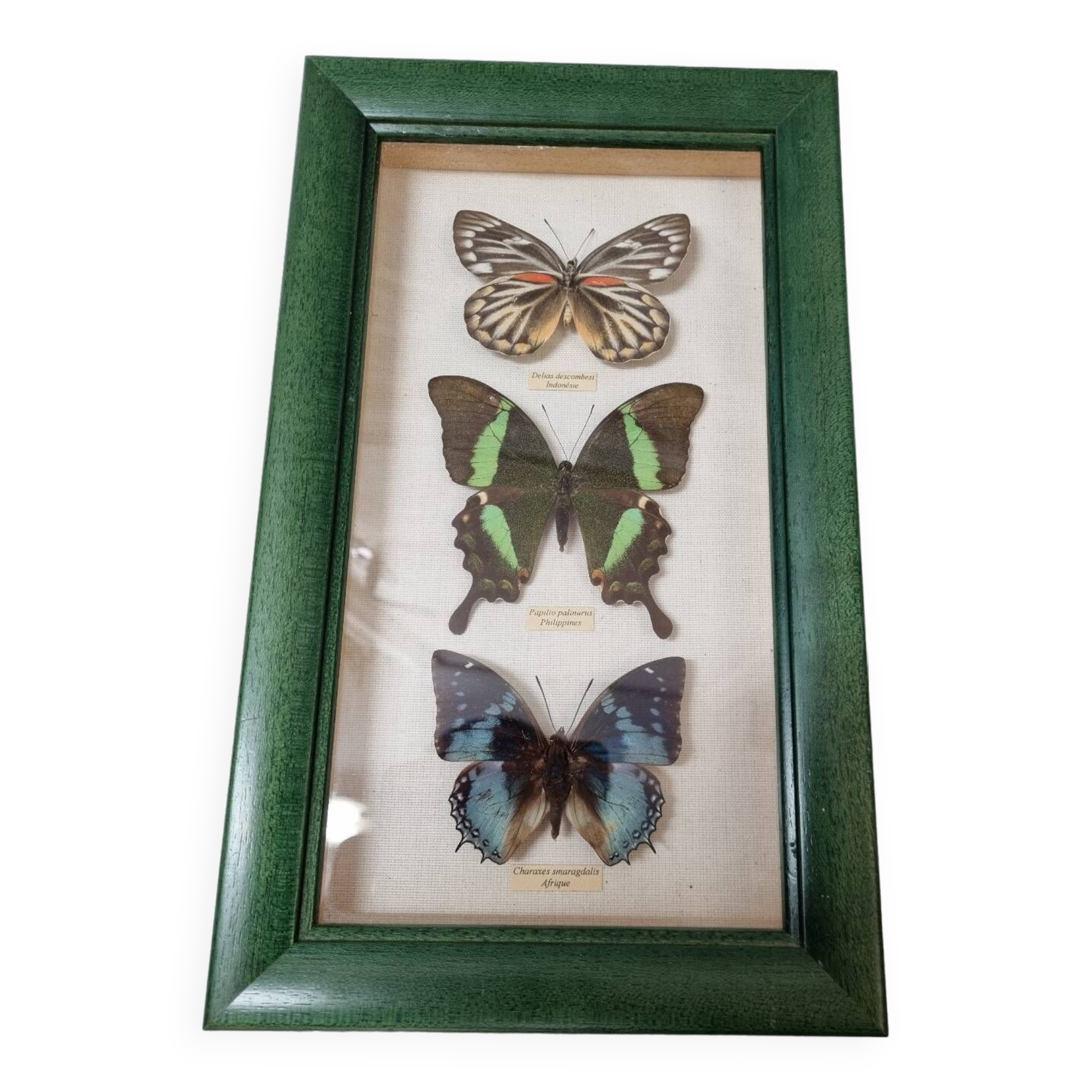 Naturalized butterflies