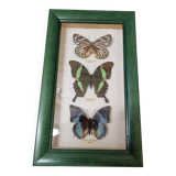 Naturalized butterflies